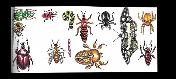 Calques Insectes seuls